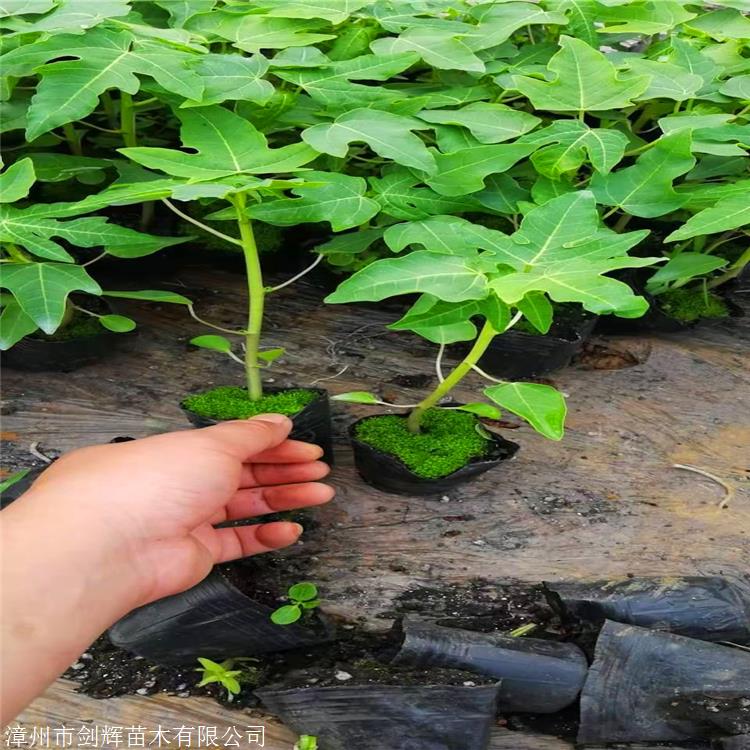 精品木瓜苗 重庆木瓜小苗 果树苗南方种植番木瓜