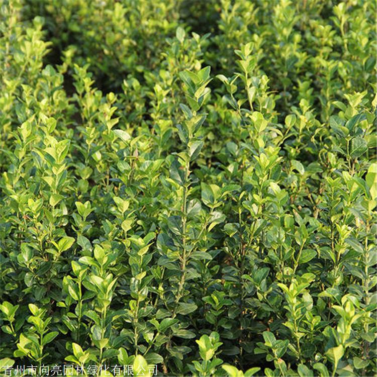 现挖现卖大叶扶芳藤大叶扶芳藤价格农户批发扶芳藤
