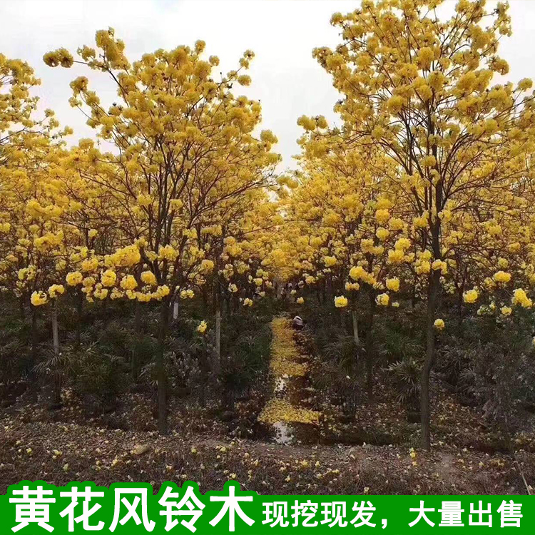 黄花风铃木景观树大鹏苗木场全冠花木现挖现发自家树木