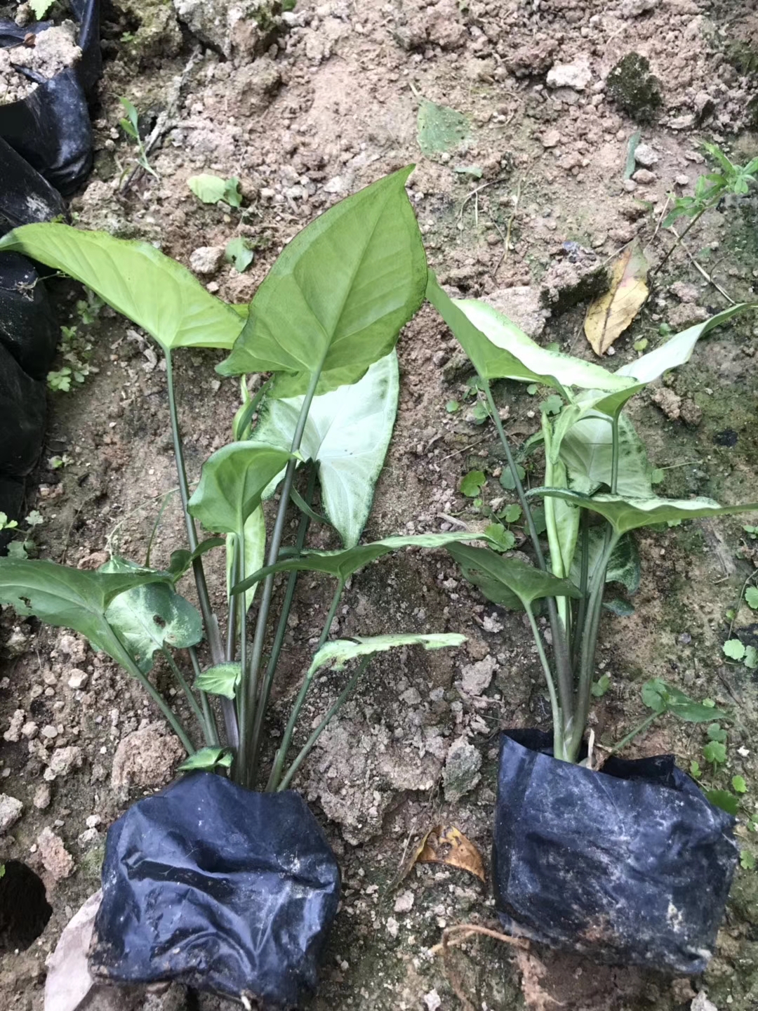 精品合果芋白蝴蝶苗大量出售规格品种齐全量大优惠