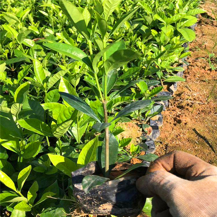 出售栀子花苗 湖北栀子花报价 基地直供 规格全