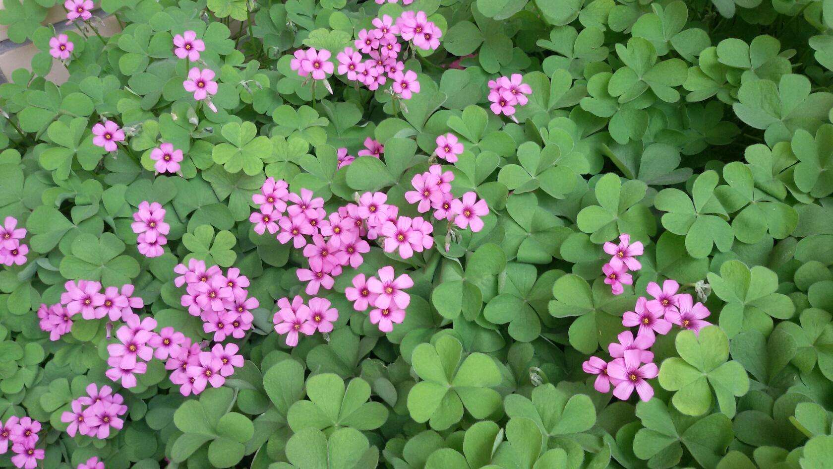 紫花醡浆草红花醡浆草大叶醡浆草红盈花卉苗木