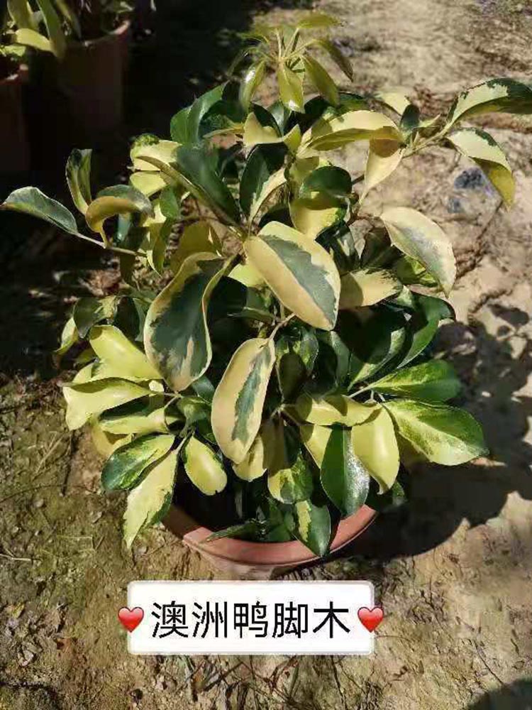 澳洲鸭脚木小苗 花叶鸭脚木批发 漳州种植基地 绿化