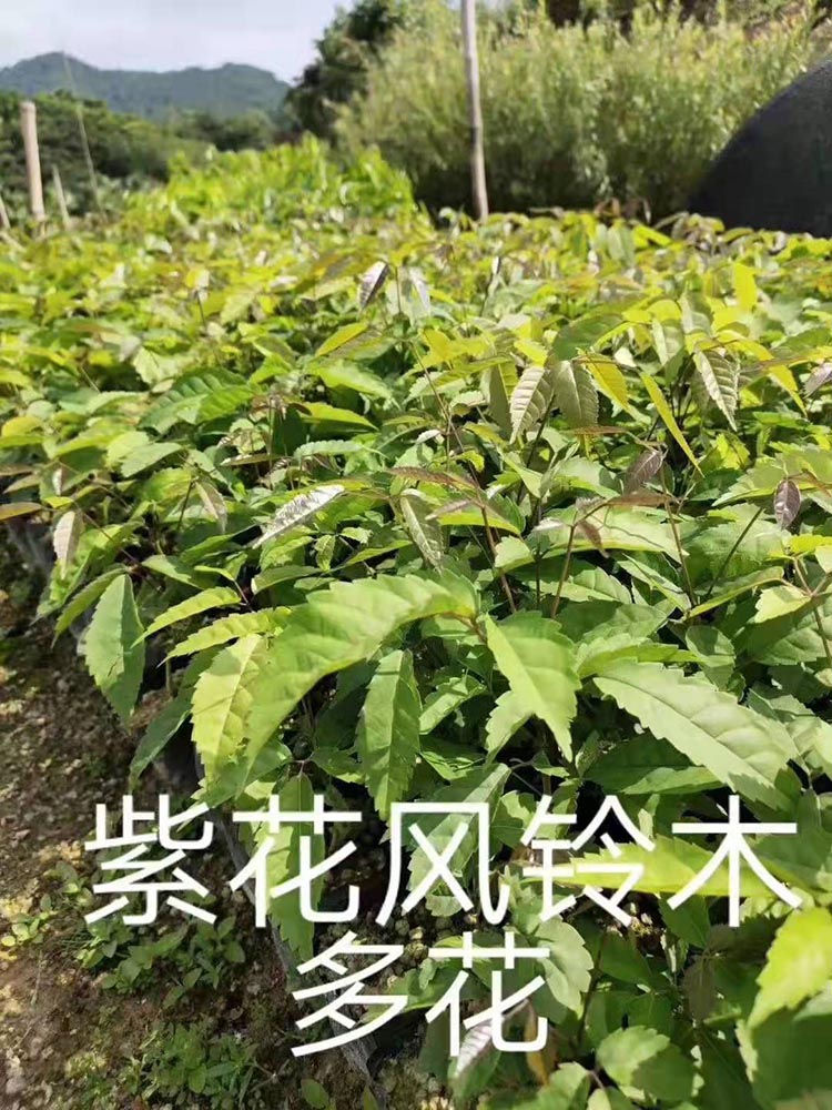 紫花风铃木小苗 紫花风铃木袋苗 紫花风铃木杯苗 园林