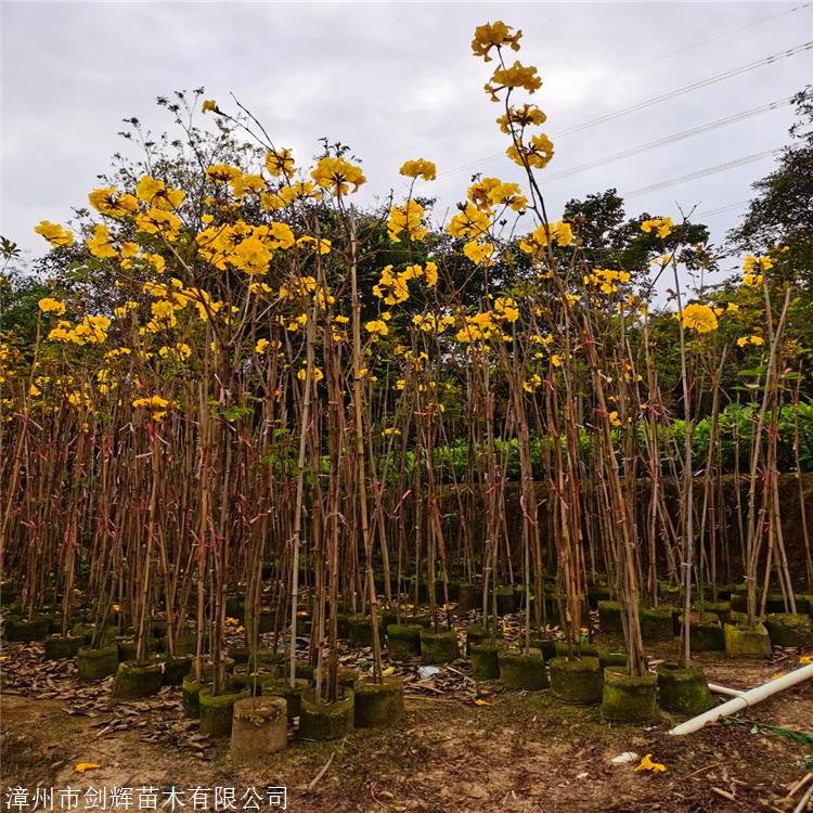 移栽黄花风铃木广西精品黄花风铃木园林种植绿化基地