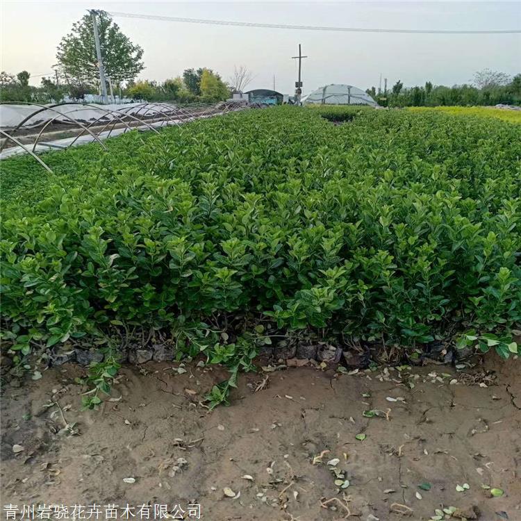 园林基地出货 青州扶芳藤苗 扶芳藤价格 常绿地被植物