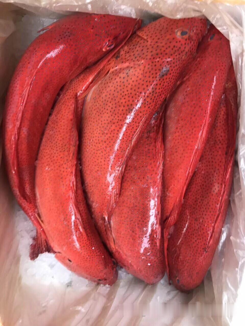 进口东星斑产地货源海南冰鲜东星斑鱼热带东星斑鱼产地供应
