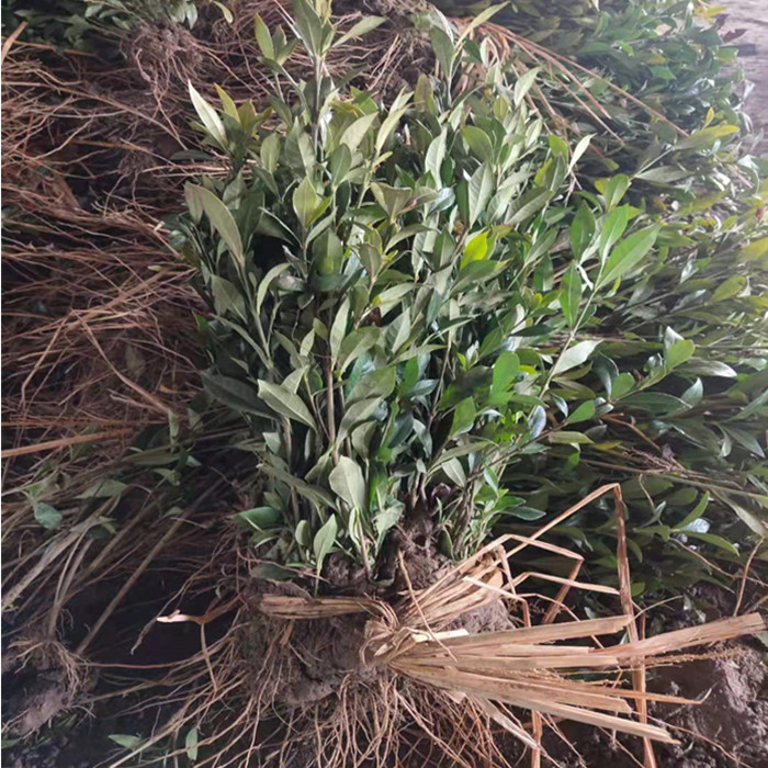 小叶栀子花杯苗基地常年供应小叶栀子花