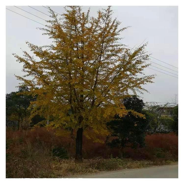 湖南银杏树 丛生银杏树 湿地绿化宝塔形银杏树