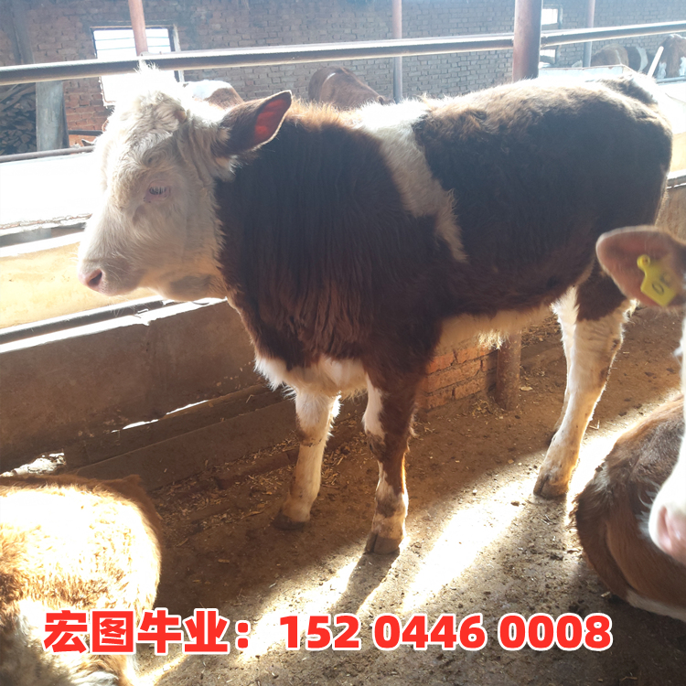 西门塔尔母牛苗800斤 要紫红花的 大型养牛场提供养殖