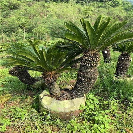 墨西哥铁树盆景贵州苏铁盆栽苗价格物美价低基地直供