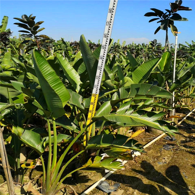 广东鹤望兰批发鹤望兰苗报价室内大型观叶绿植花卉