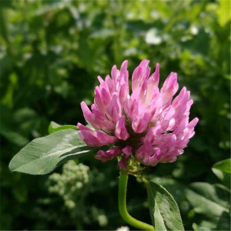 基地直发红三叶种子护坡绿化红花醡浆草各种草坪种子销售