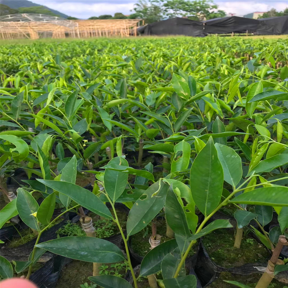 越南芽庄黄奇楠糖结料沉香绿奇楠种植前景与技术透顶绿奇楠树苗