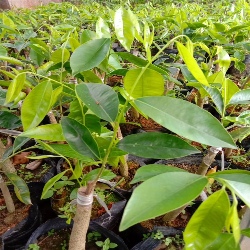 黄奇楠木和花奇楠木绿奇楠沉香的种苗绿奇楠沉香树黄奇楠沉香苗