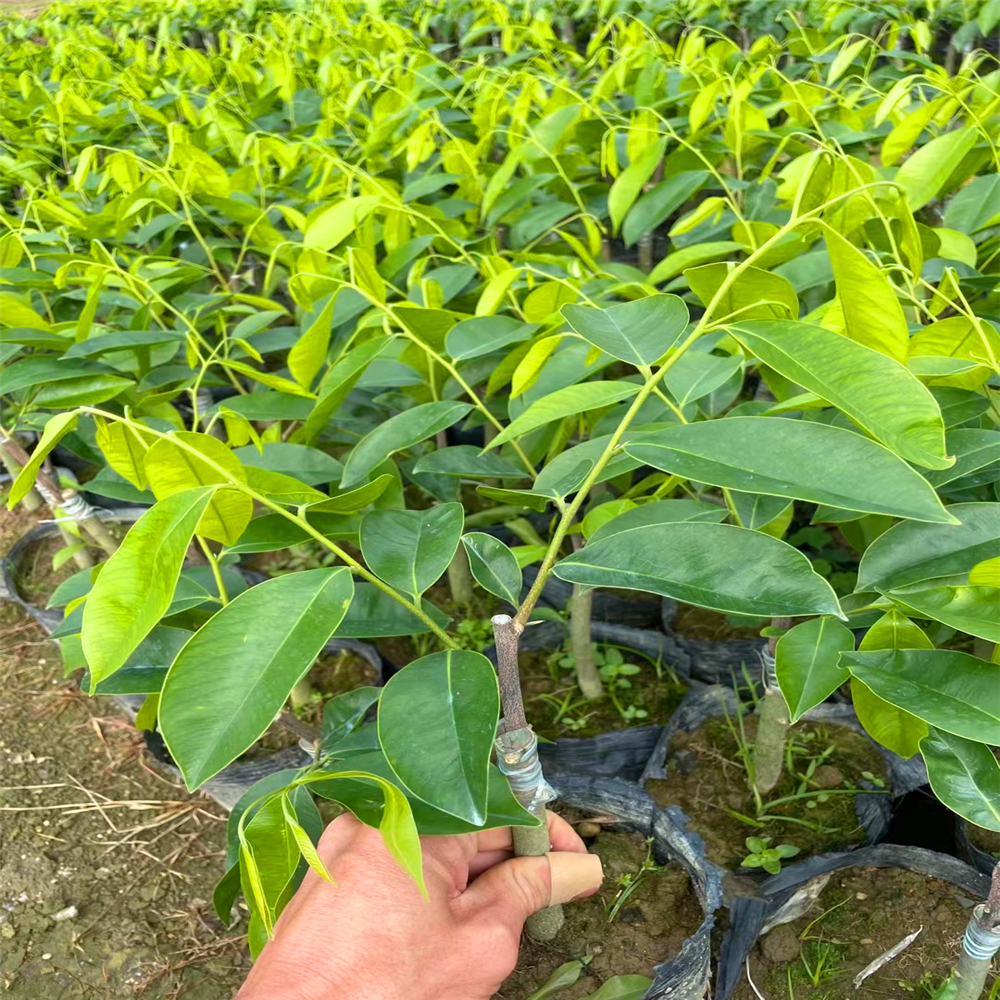 黑奇楠好还是黄奇楠好奇楠沉香苗种植环境黄奇楠的主要特征海南