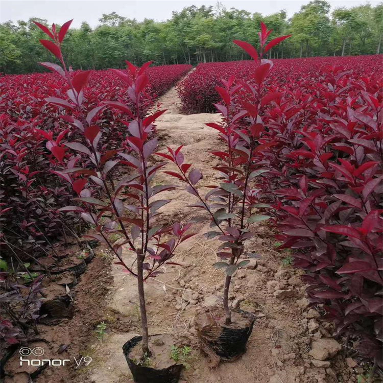葫芦岛丛生紫叶矮樱东北紫叶矮樱免费咨询