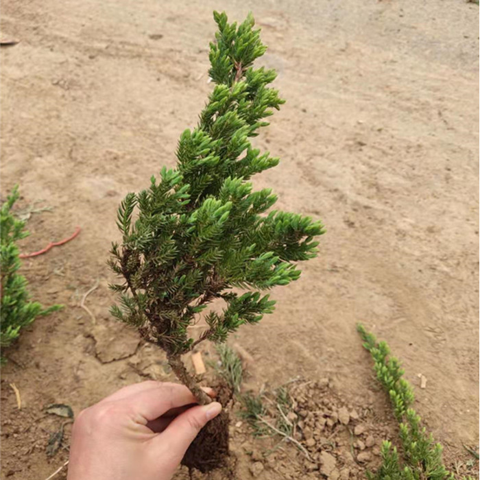 江苏地柏小苗种植基地 地柏苗批发价格 铺地柏苗价格