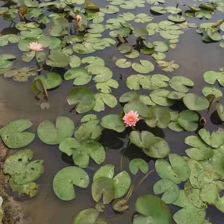 睡莲花工程苗 开花植物睡莲报价 漳州基地直供 批发各种水生植物