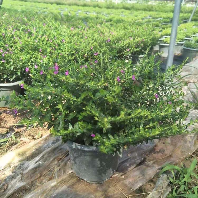 满天星绿化苗细叶萼距花工程苗细叶雪茄花袋苗自家苗圃报价