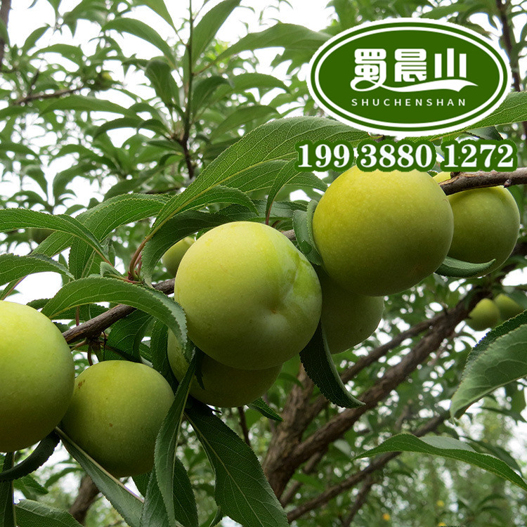 贵州蜂糖李苗,嫁接蜂糖李基地蜂糖李批发
