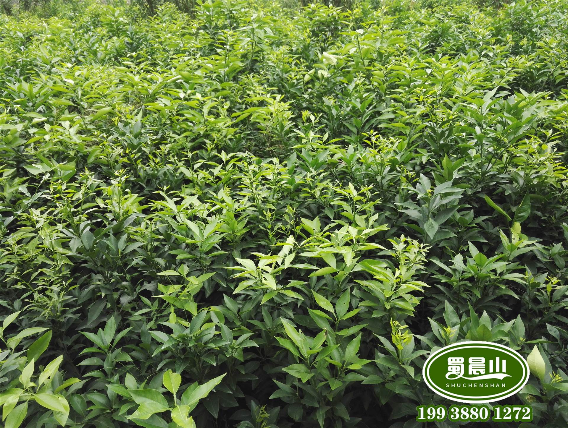 爱媛38号柑橘苗批发