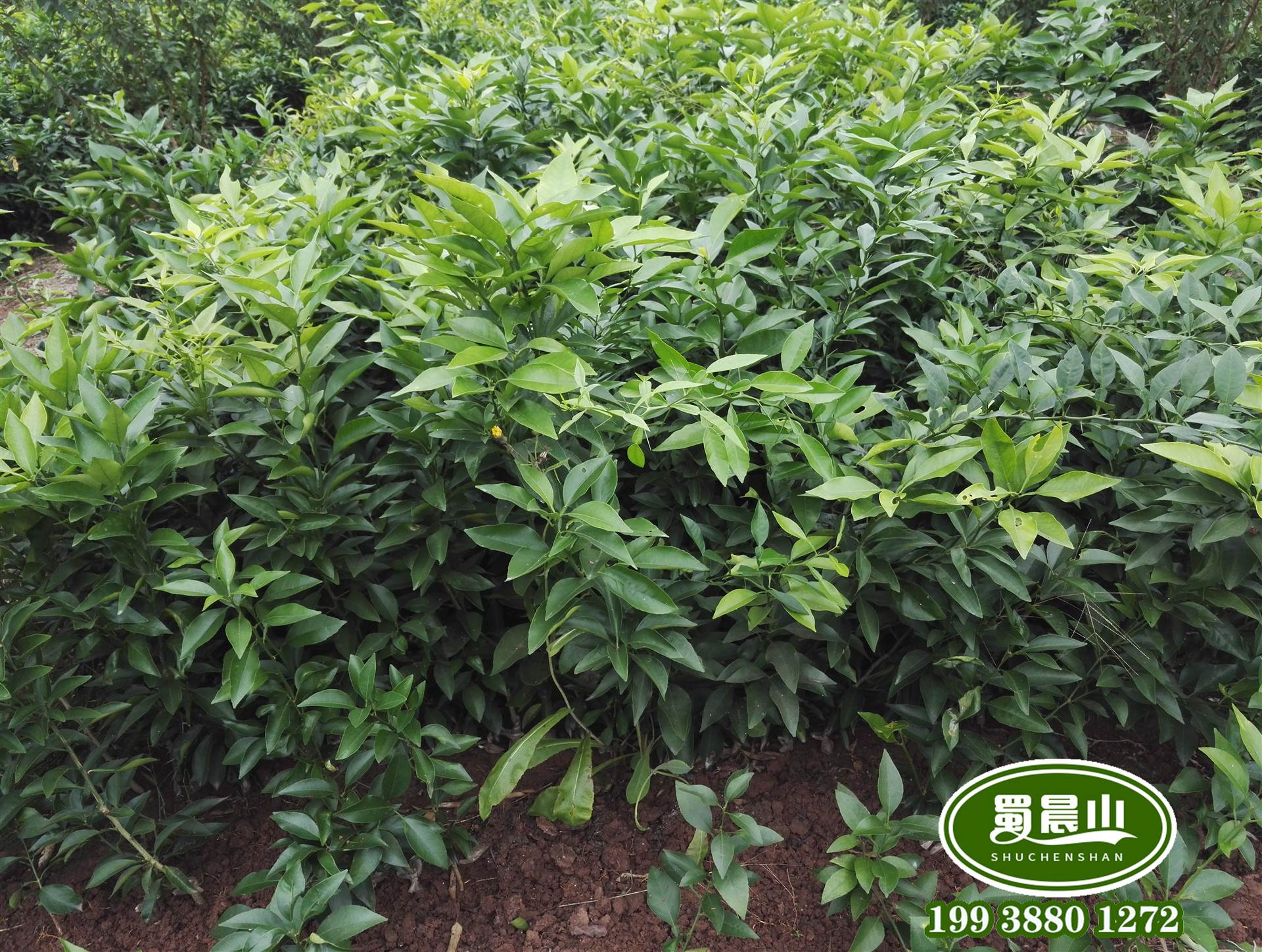 爱媛38号柑橘苗批发