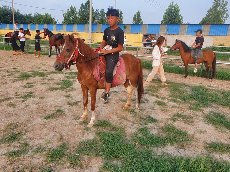 辽宁省大型养马场 袖珍小矮马价格 德宝矮马出售价格 适合观赏