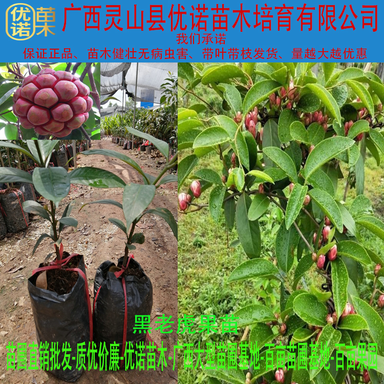 特色品种 粉红1号黑老虎苗 布福娜果苗 新品种果树苗
