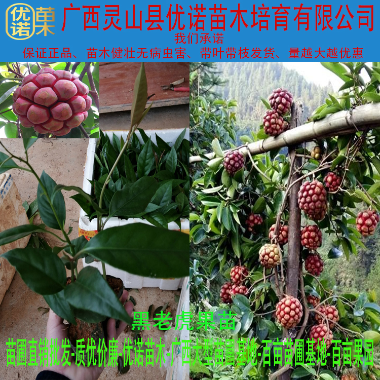 特色品种 粉红1号黑老虎苗 布福娜果苗 新品种果树苗