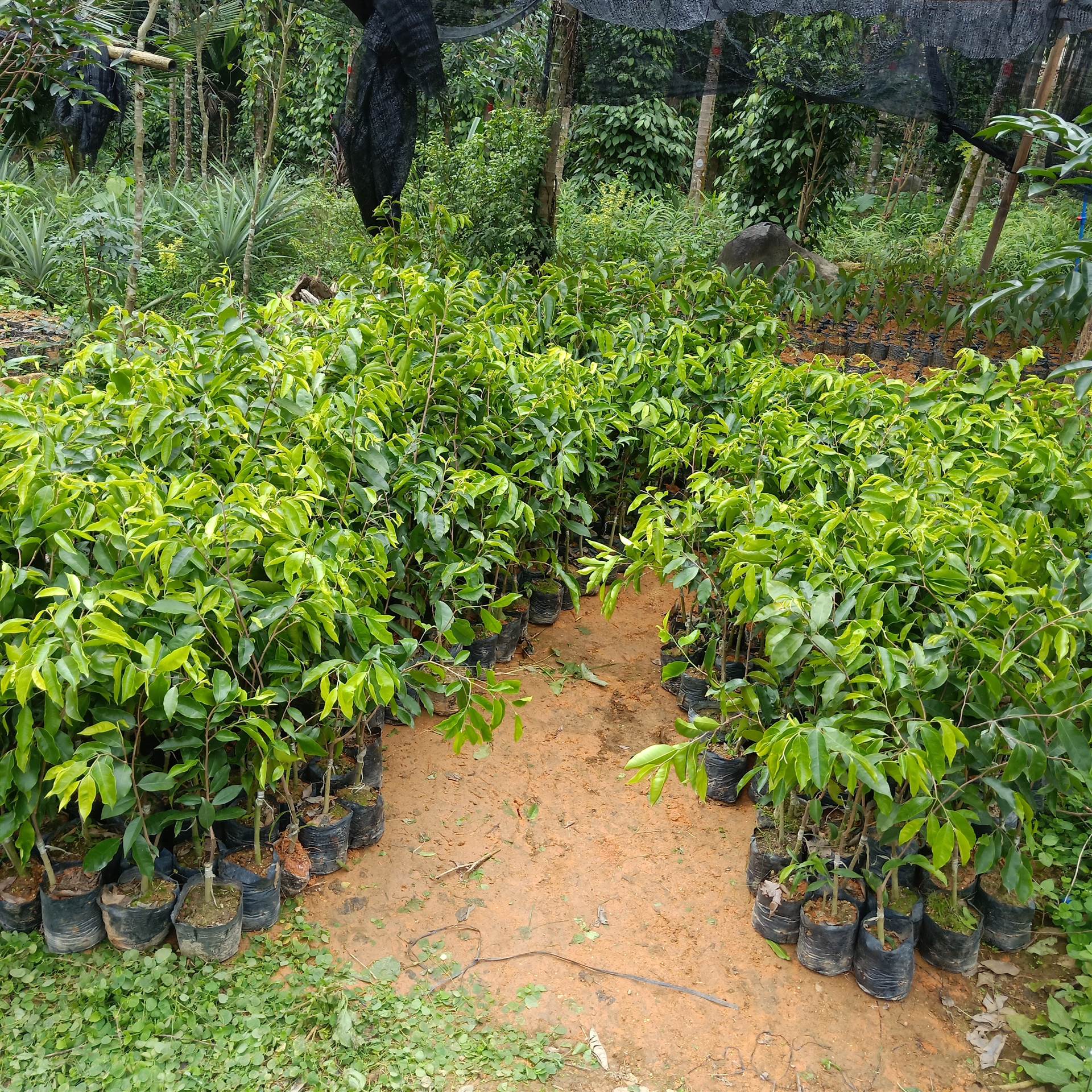 海南哪里有卖沉香苗直接种植的奇楠沉香苗可以买