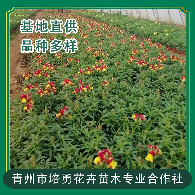 金鱼草 大量批发金鱼草 山东草花基地