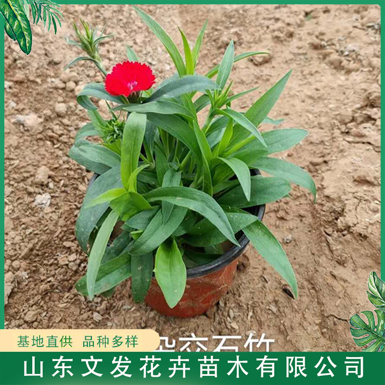 花坛用杂交石竹花卉 山东耐旱花卉杂交石竹 基地批发