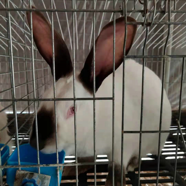 肉兔种兔