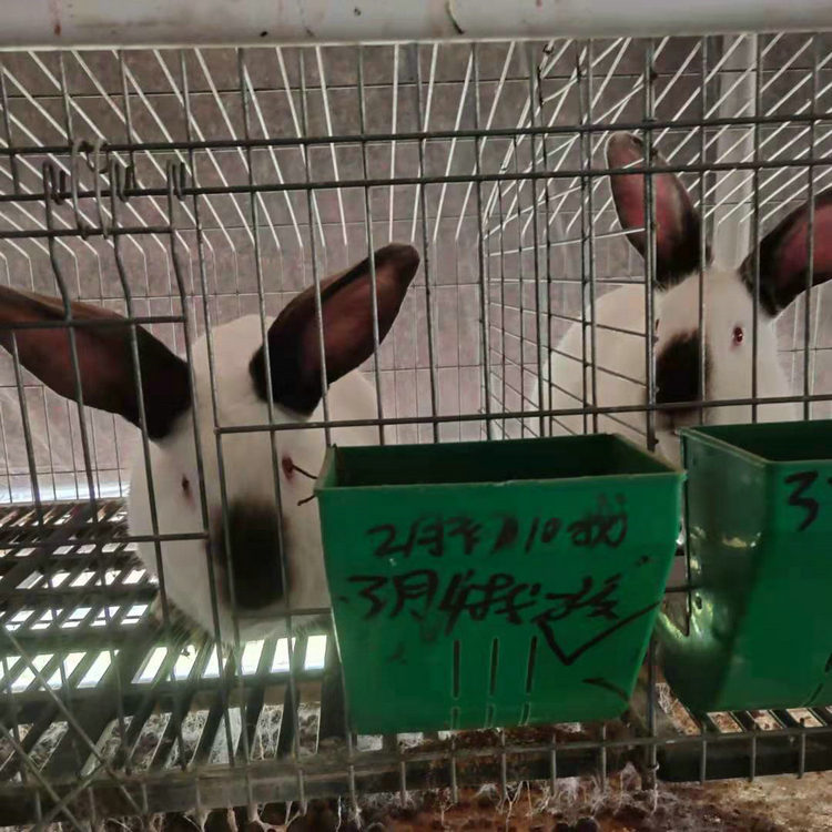 肉兔种兔 伊拉八点黑兔 纯种伊拉兔
