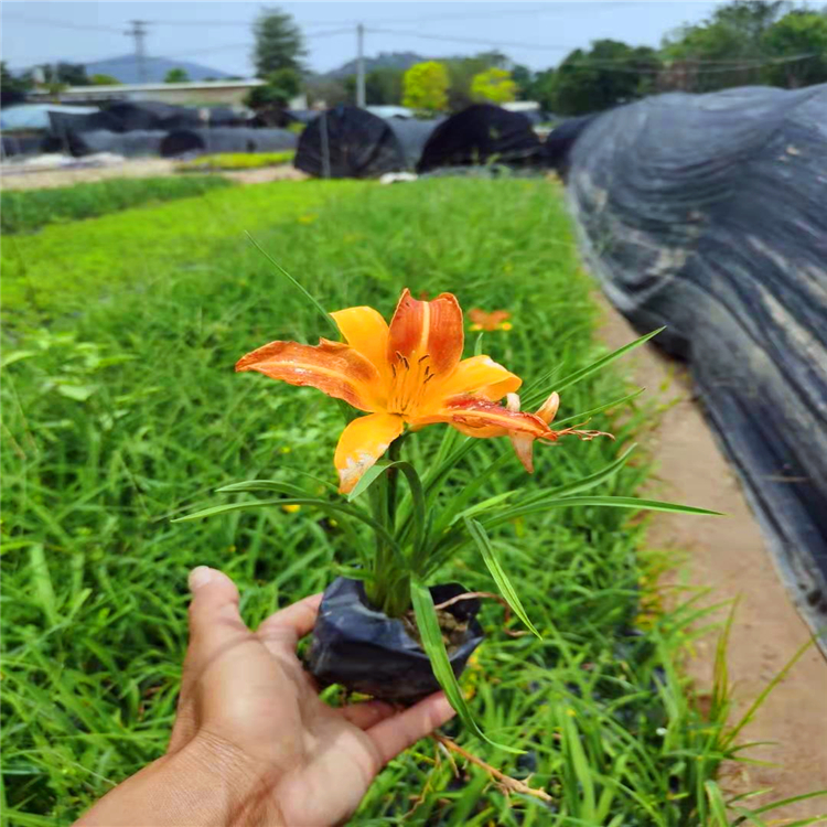 萱草种苗河南大花萱草杯苗地被草本绿化苗木