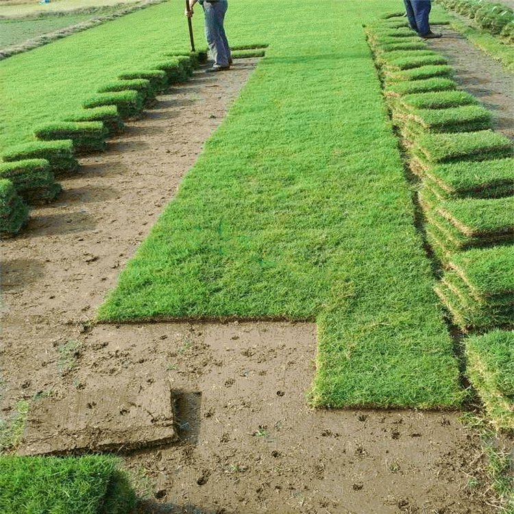 基地供应庭院绿化草坪草皮带土带泥马尼拉草皮带泥土真草皮价格优惠