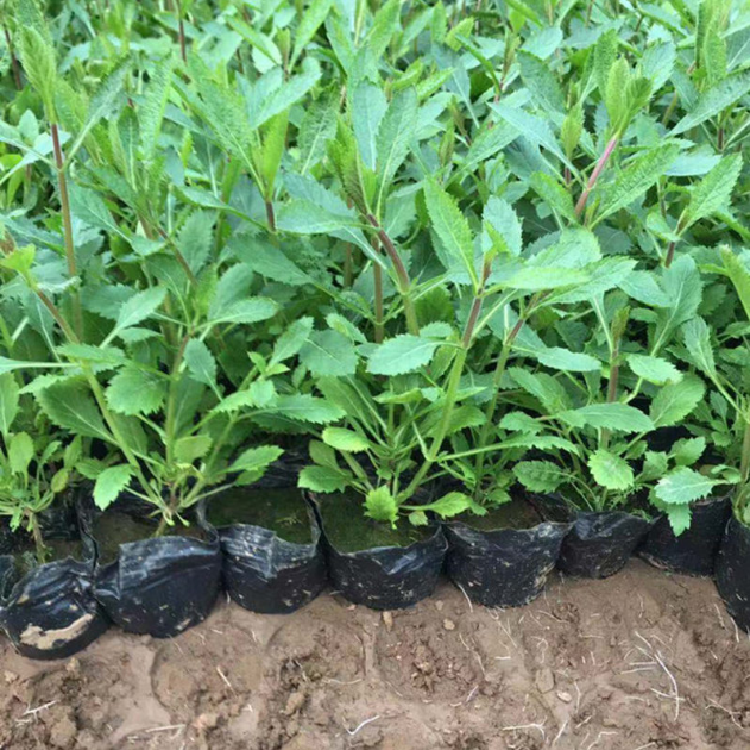 富春园林 柳叶马鞭草营养杯批发 紫色花海小苗马鞭草