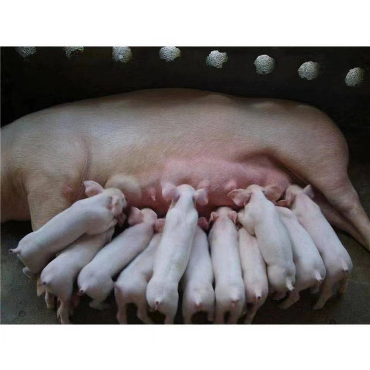 长白种公猪批发大白母猪大量出售宿迁