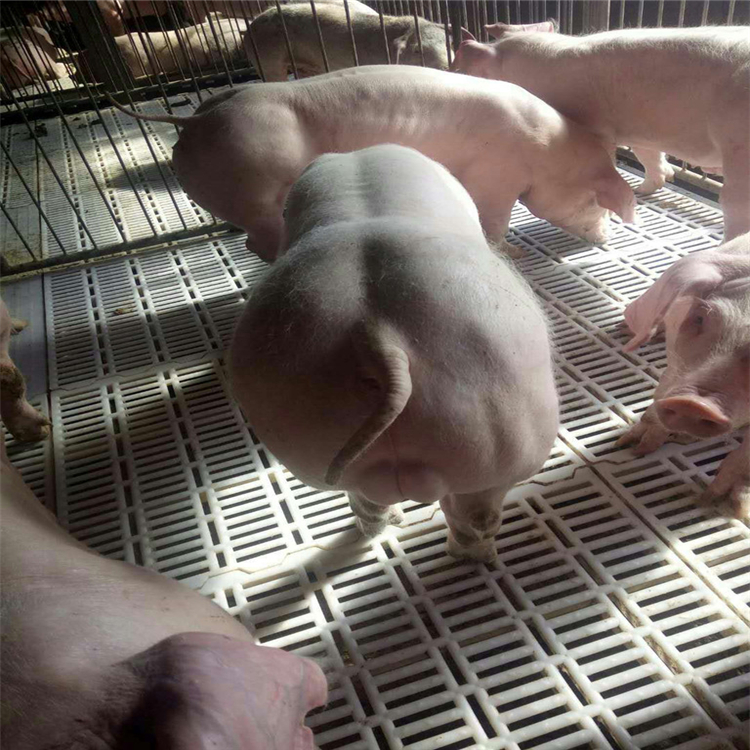 长白种猪养殖基地长白二元仔猪厂家供应宿迁