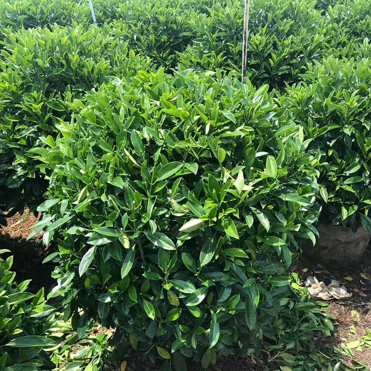 造型非洲茉莉球移植苗 非洲茉莉球容器苗 大量批发 大小规格都有
