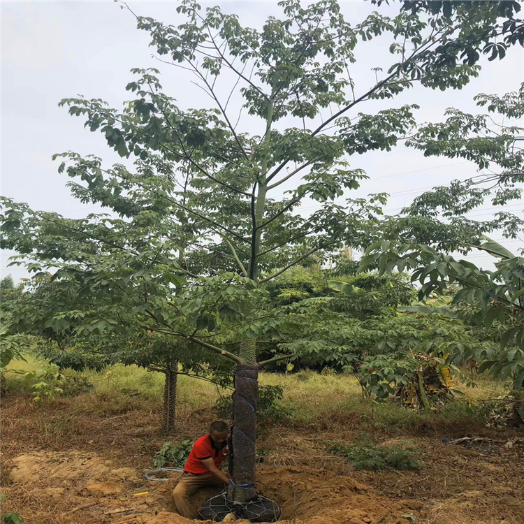 美丽异木棉 福建大腹木棉树苗 青皮木棉