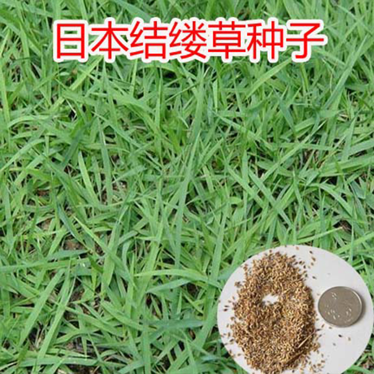 结缕草 草坪种子 日本结缕草草 兰引三号多年生匍匐型禾草籽