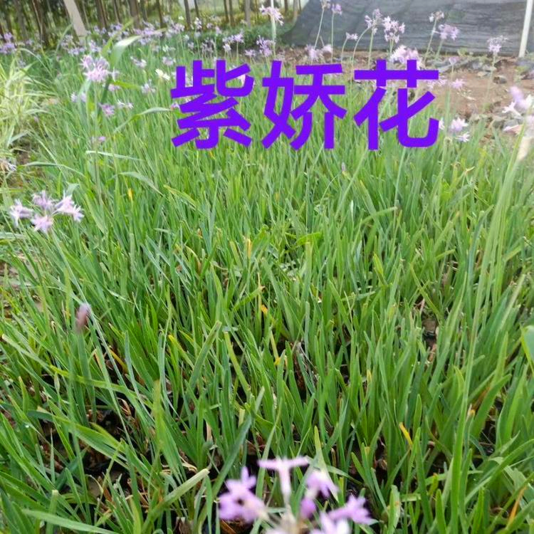 精品紫娇花苗漳州洋韭菜工程苗观花观叶植物