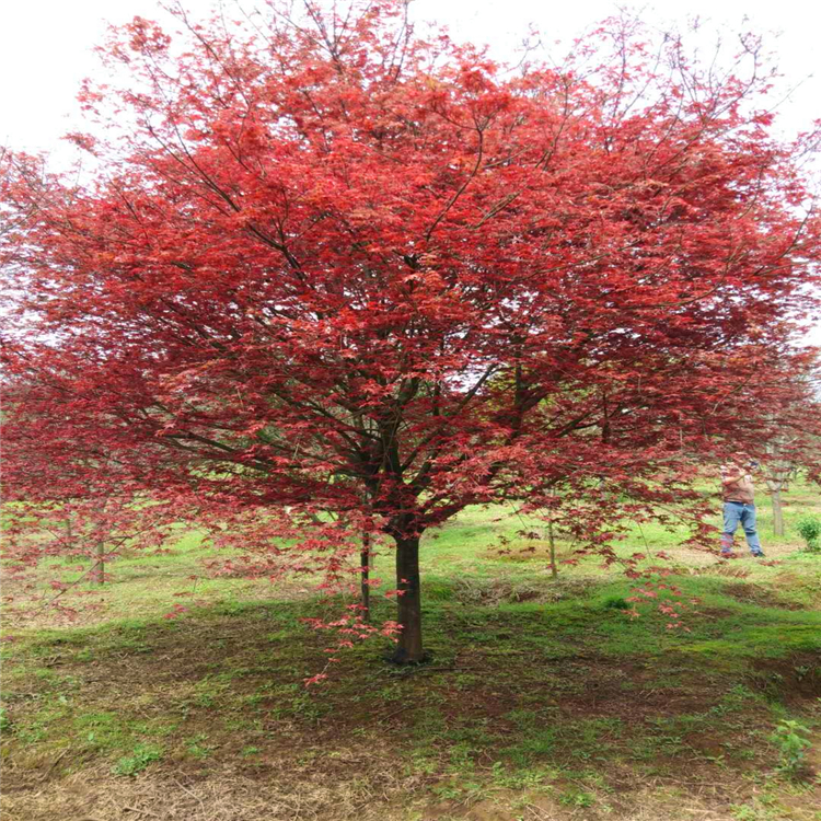 红枫苗木福建红枫小苗10公分日本红枫树基地