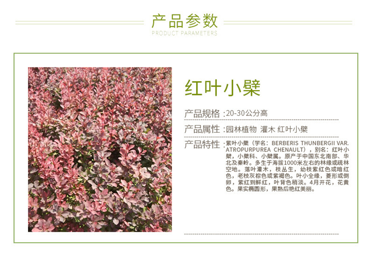 江苏紫叶小檗工程苗价格 红叶小檗便宜 各种规格红叶小檗 紫叶小檗