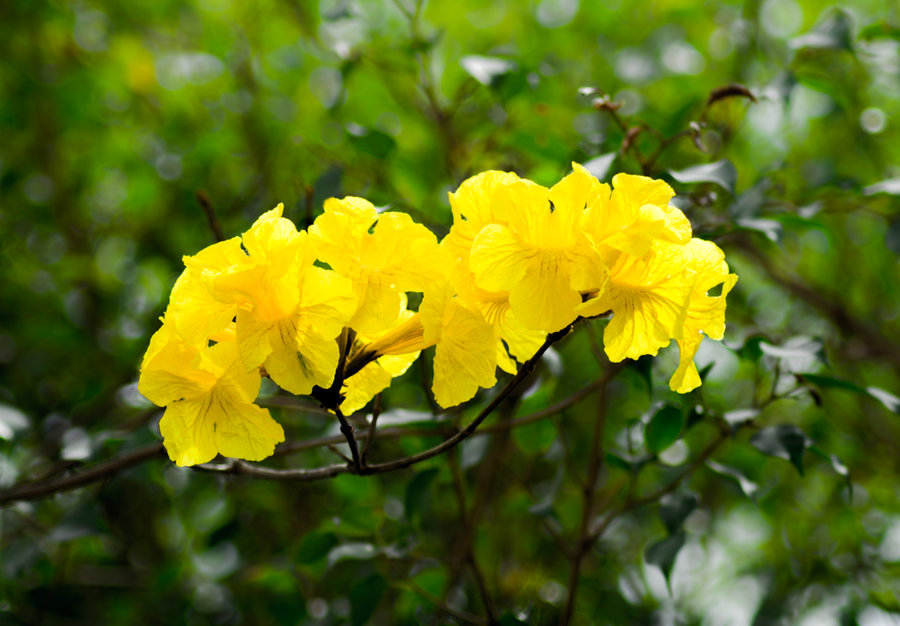 黄花风铃木基地价格贵州黄花风铃木价格