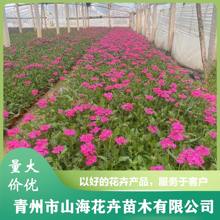 基地批发五色梅 培育五色梅小苗 山海 五色梅价格
