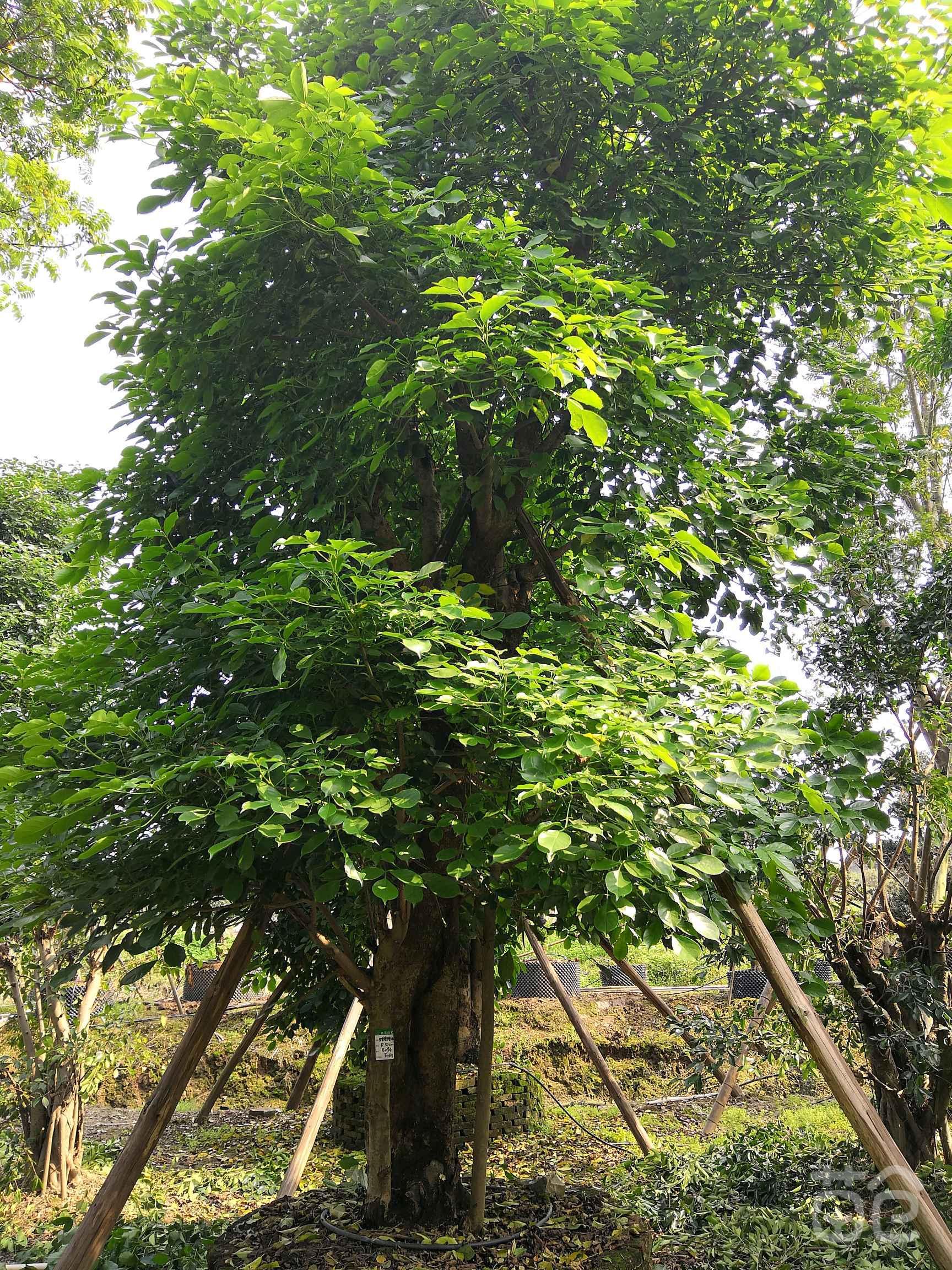 秋枫小苗重庆重阳木假植苗此信息长期有效