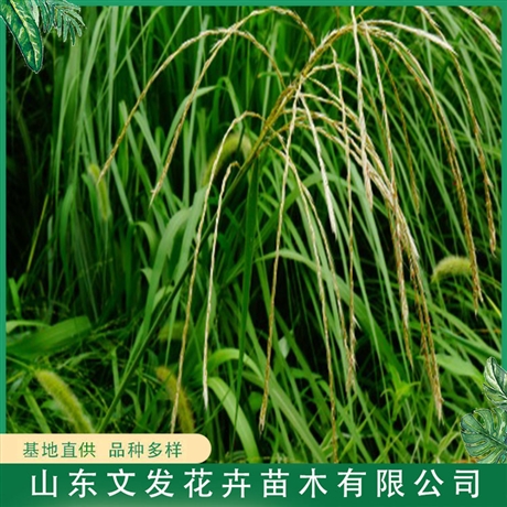 荻草种植批发供应荻草小苗文发花卉